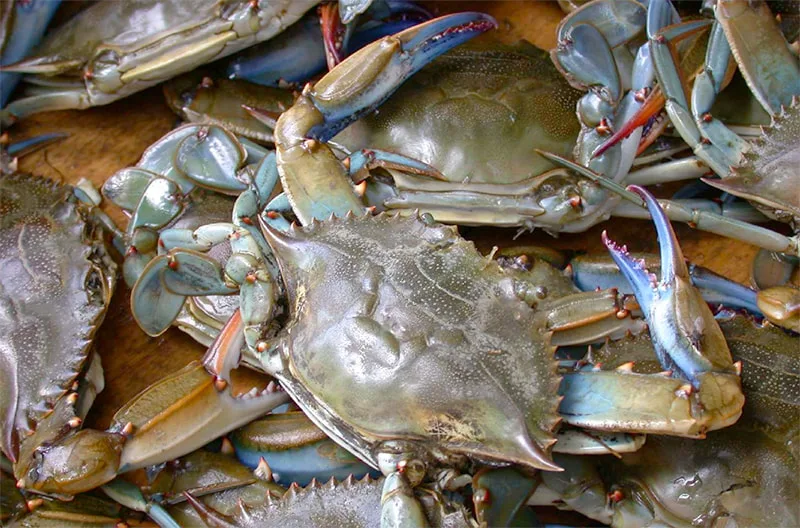 Steamed Blue Crabs
