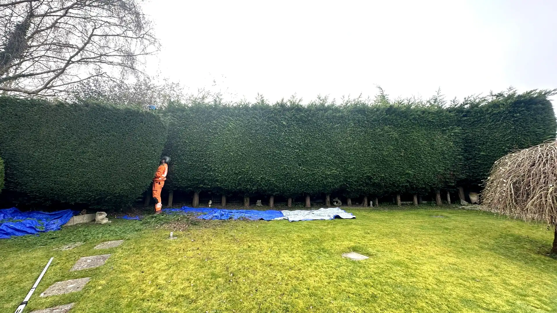 Professional hedge trimming work completed by Testers Tree Surgeons
