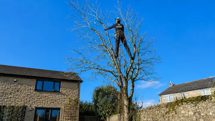 Worker wearing safety gear climbing and trimming a tall leafless tree near stone houses.