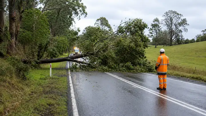 Worker in orange safety gear stands near large fallen tree blocking a wet rural road with vehicle lights on.