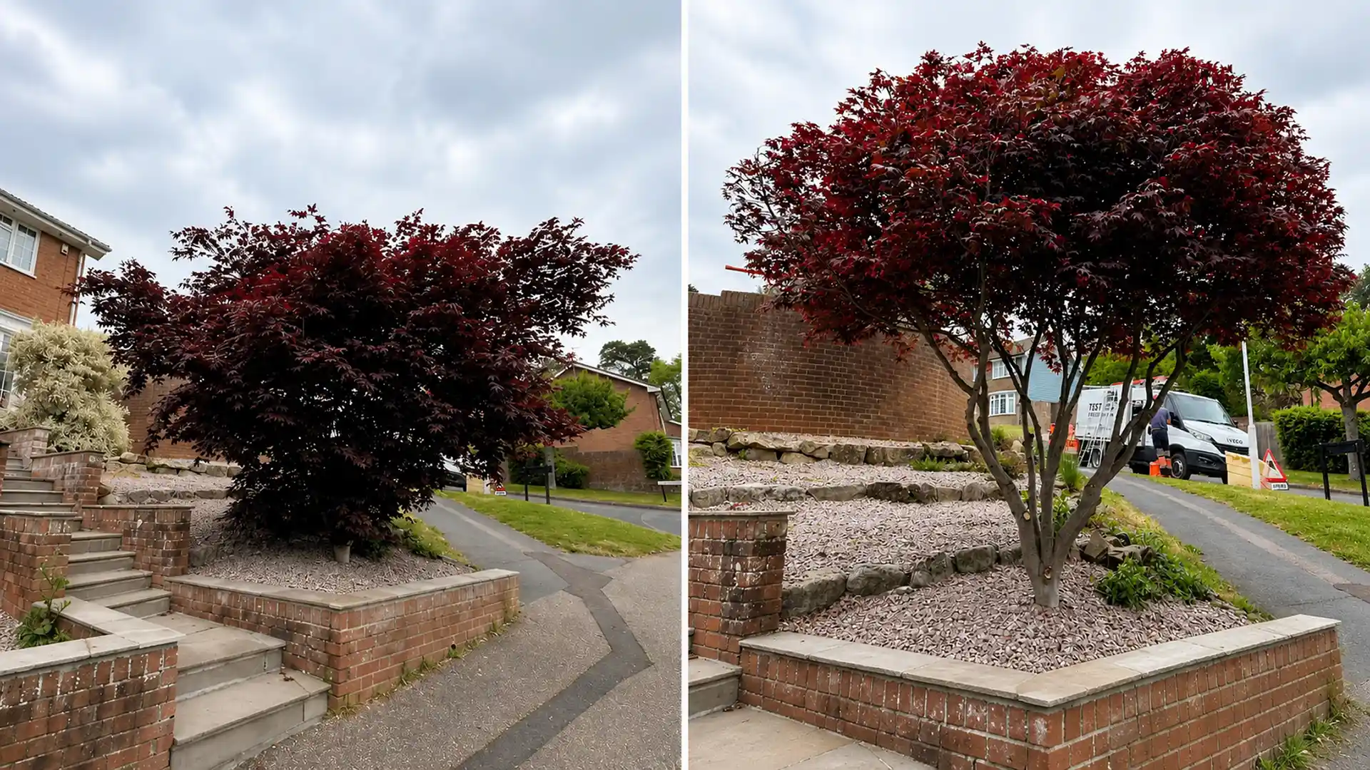 Before and after images of a trimmed tree with red leaves in a front yard with brick steps and mulch.