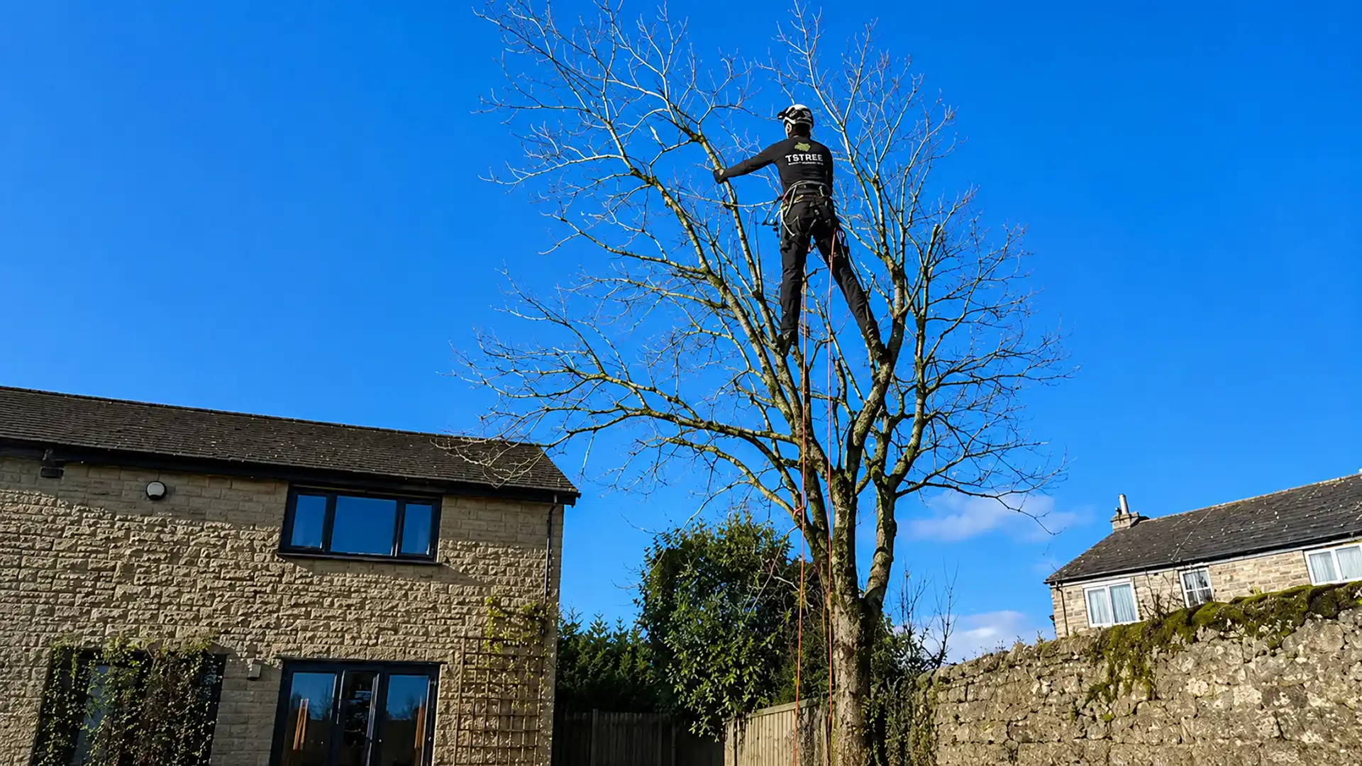 A worker wearing climbing gear pruning a tall leafless tree outside stone houses on a clear sunny day.