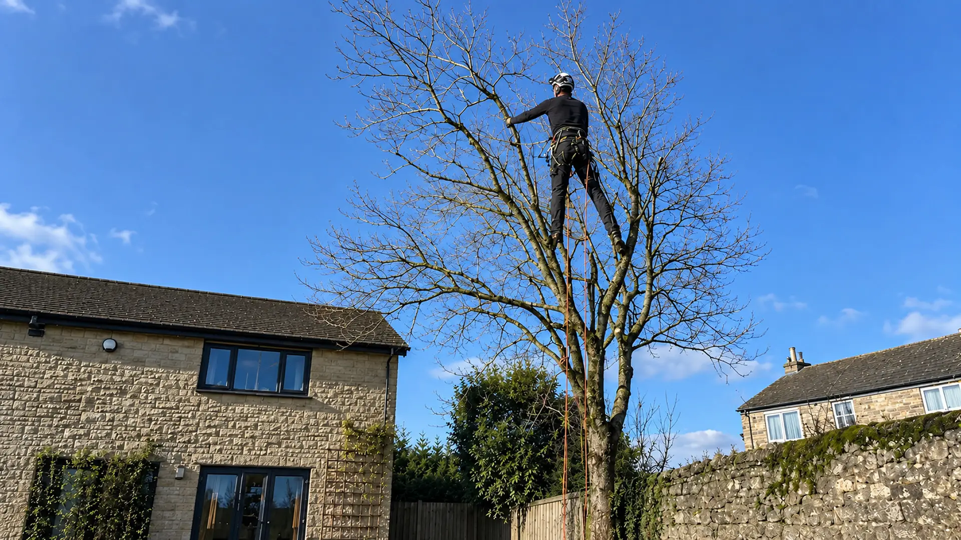 Operative from Testers Tree Surgeons carrying out crown reduction work in a residential garden