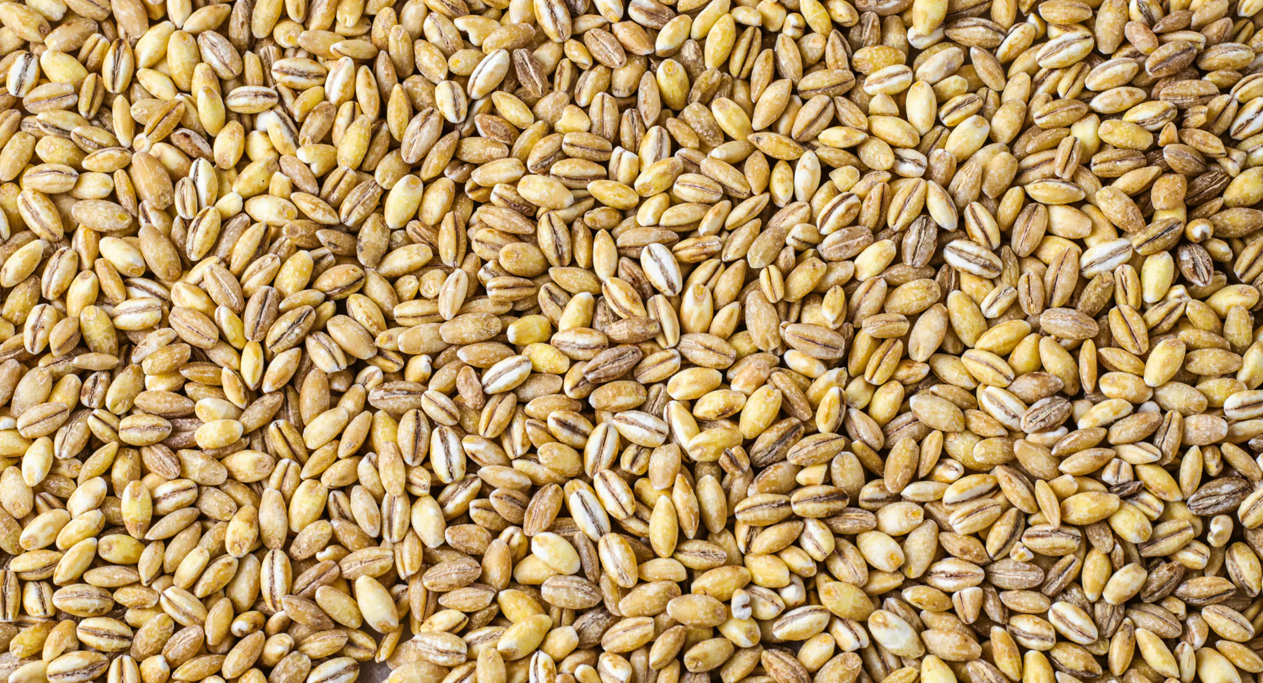 Ripe barley ears in a field at harvest time