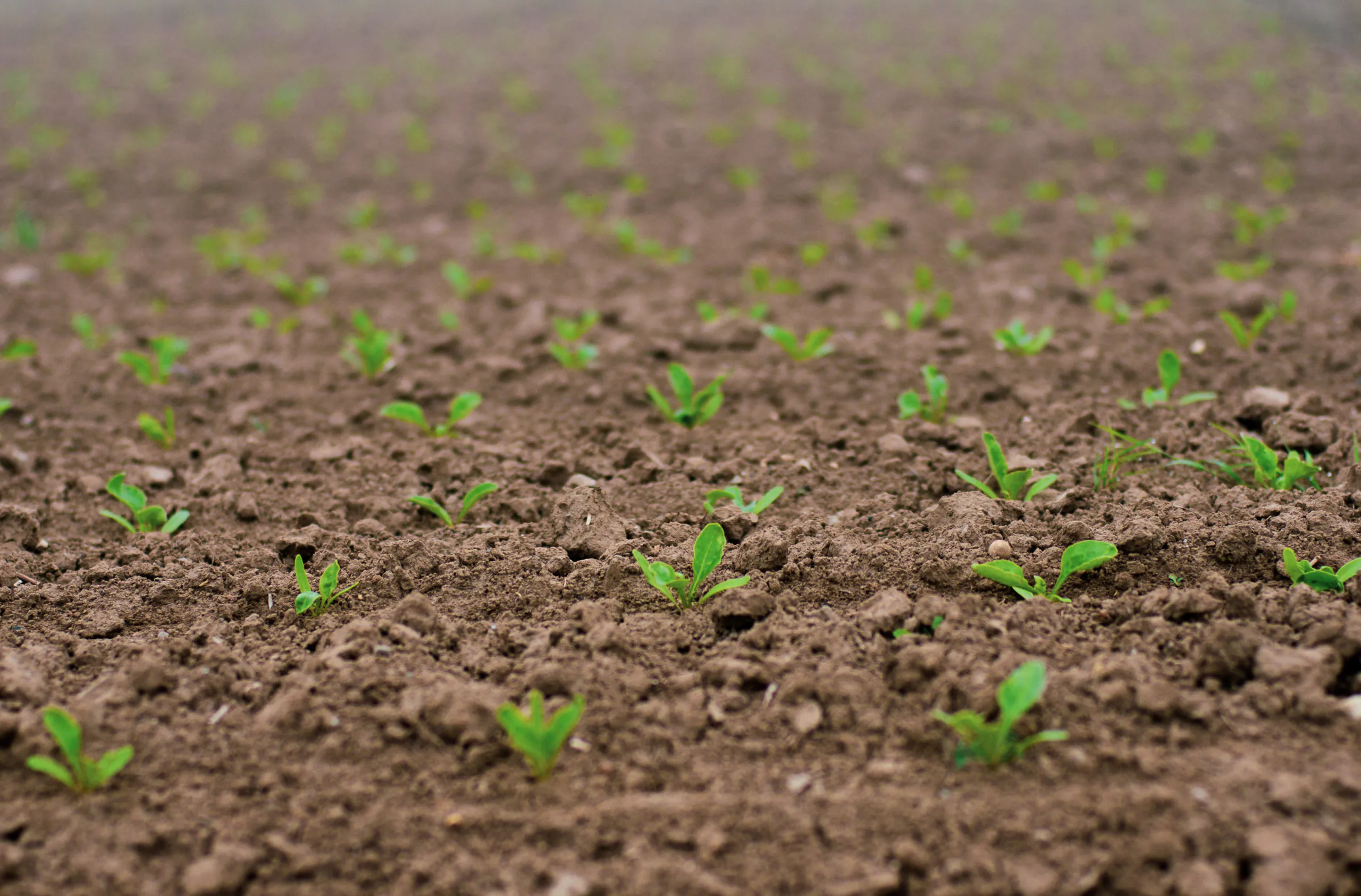 Young sugar beet seedlings growing in rows of soil