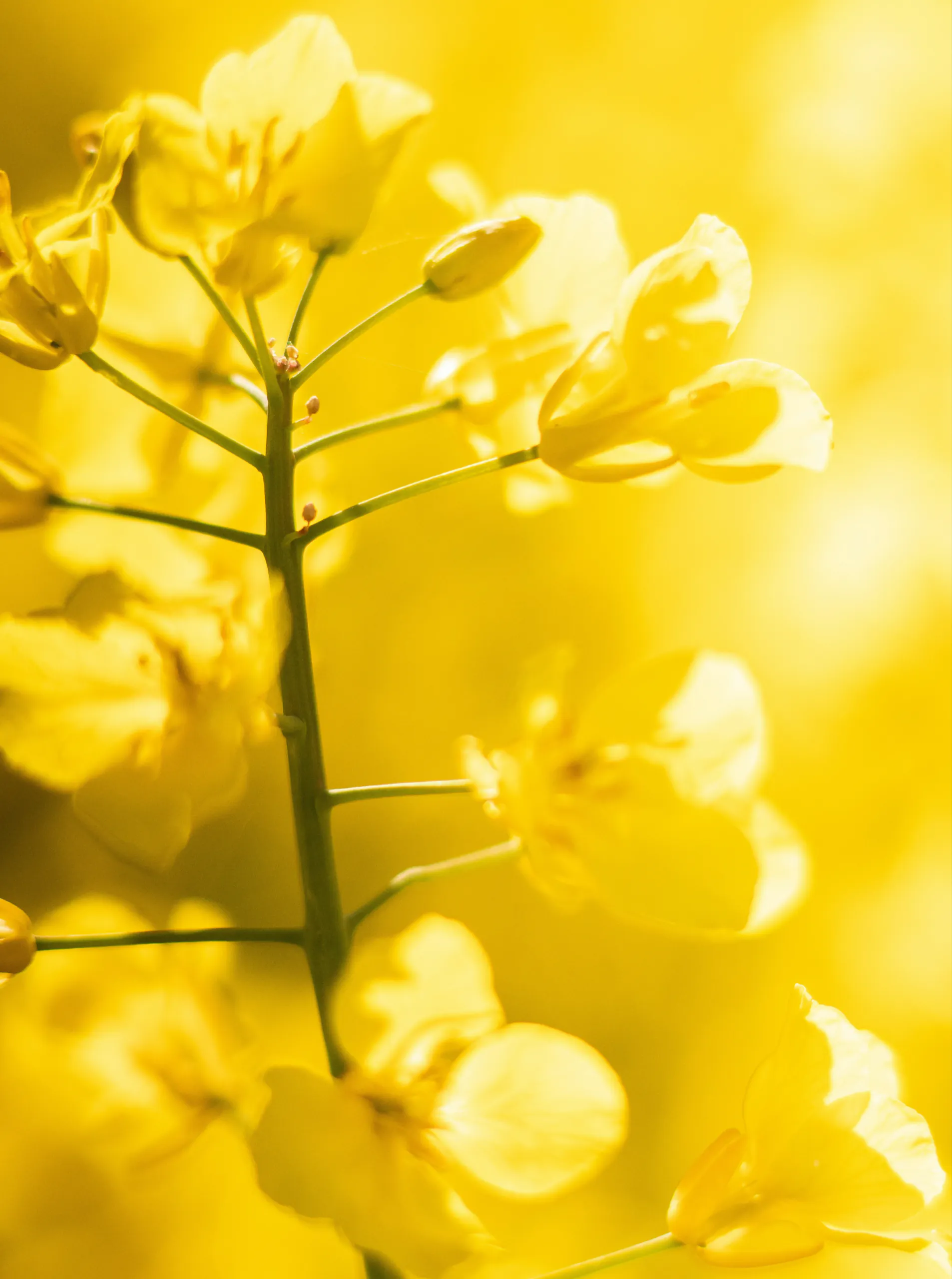 Close-up of flowering rapeseed plants