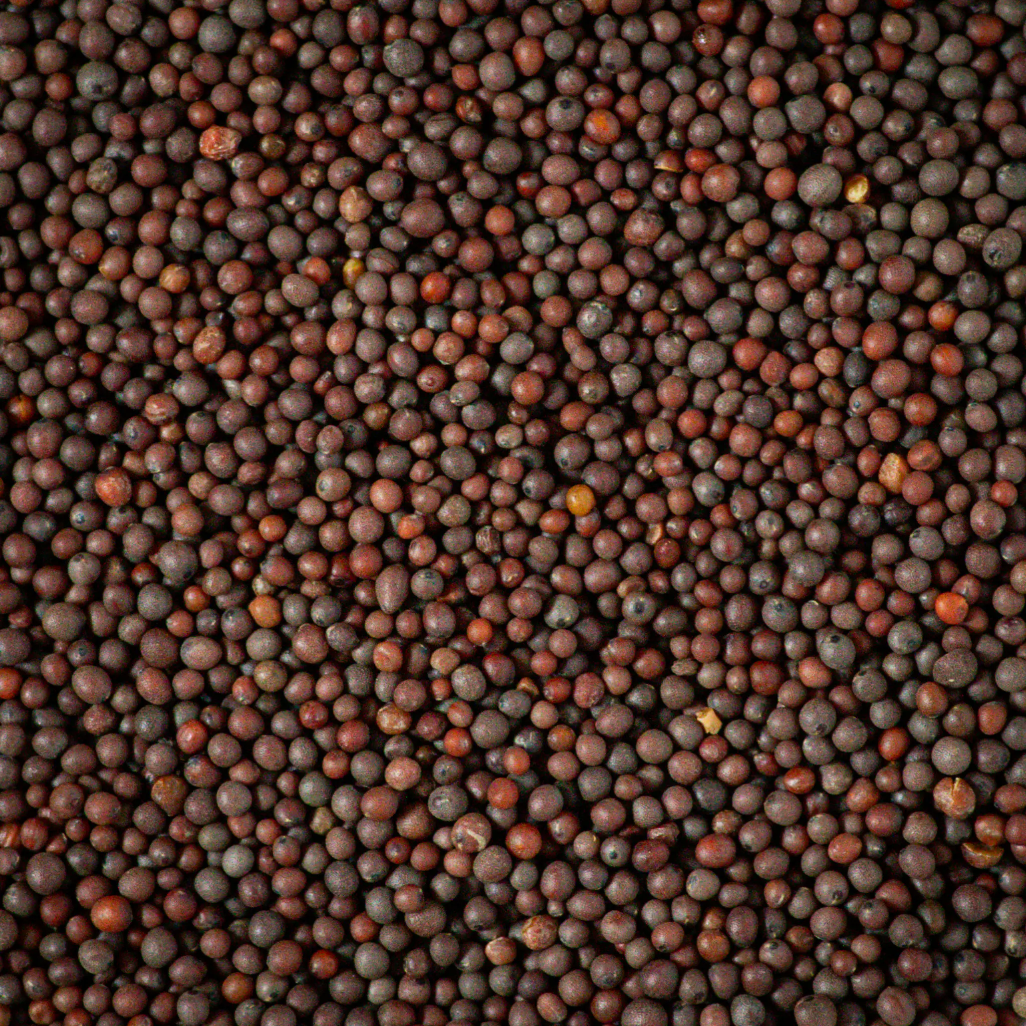 Close-up of harvested rapeseed grains