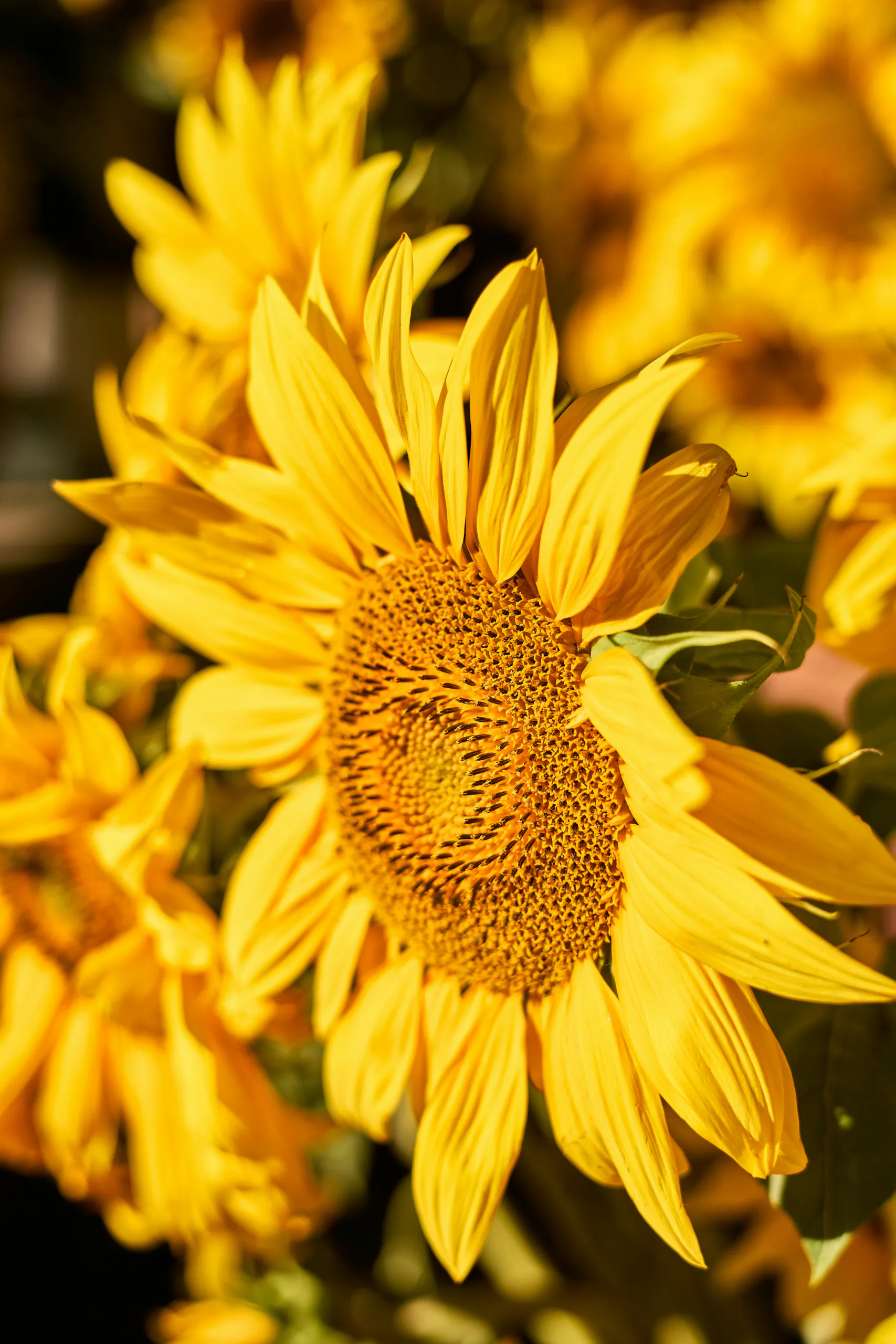 Sunflower head in a field of sunflowers