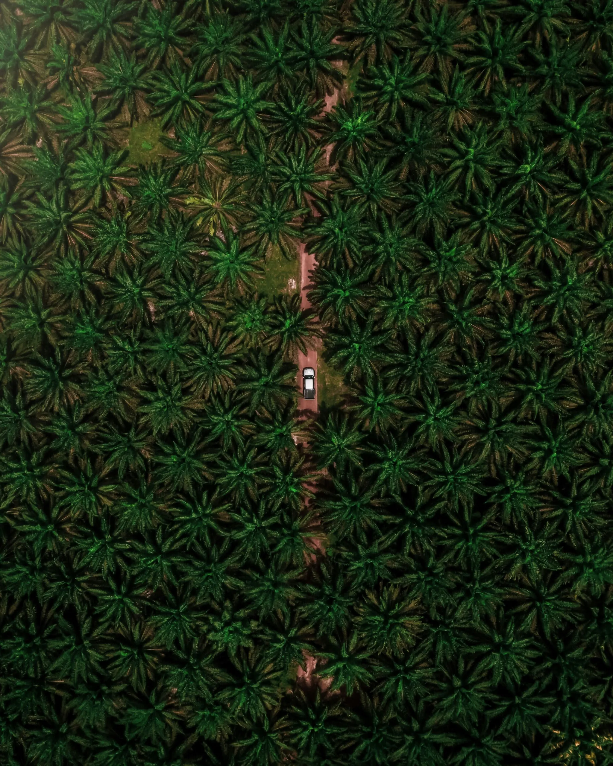 Aerial view of an oil palm plantation showing the planted grid