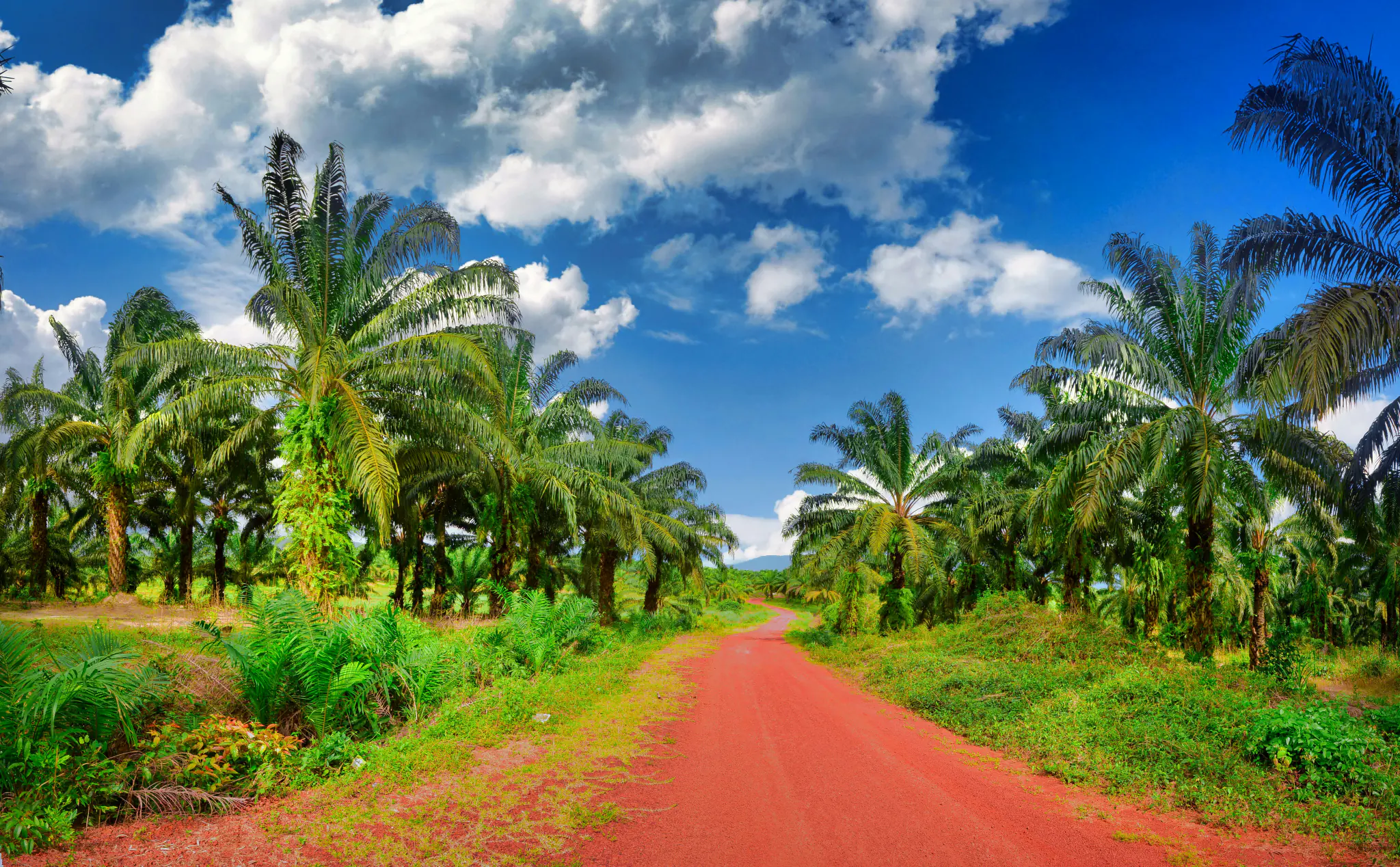 Rows of oil palm trees on a plantation