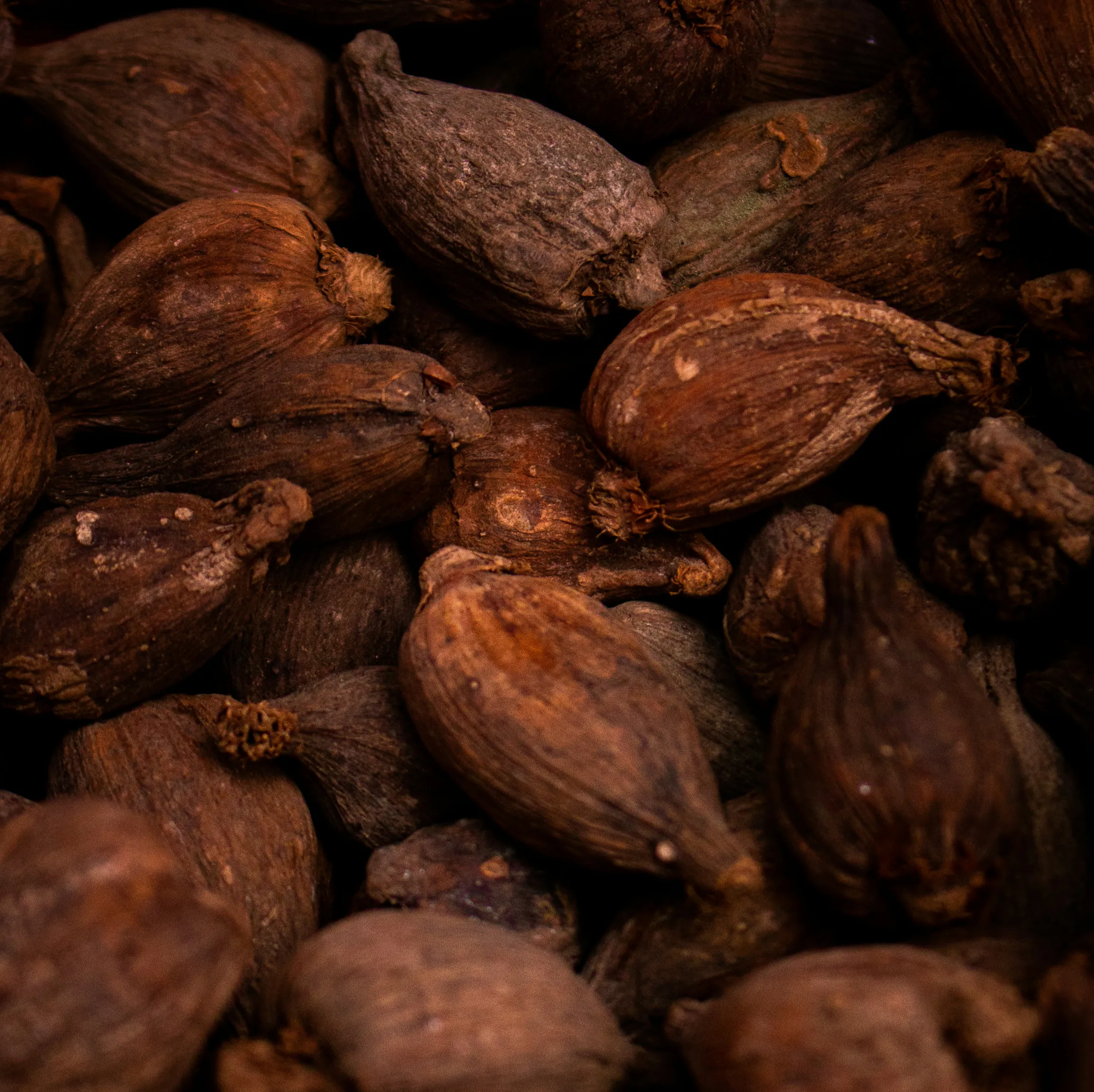 Close-up of cocoa pods on a cocoa tree