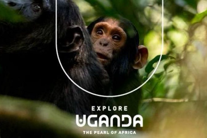 A baby chimpanzee peeking from behind an adult chimpanzee in a green forest, with text 'Explore Uganda, The Pearl of Africa.'