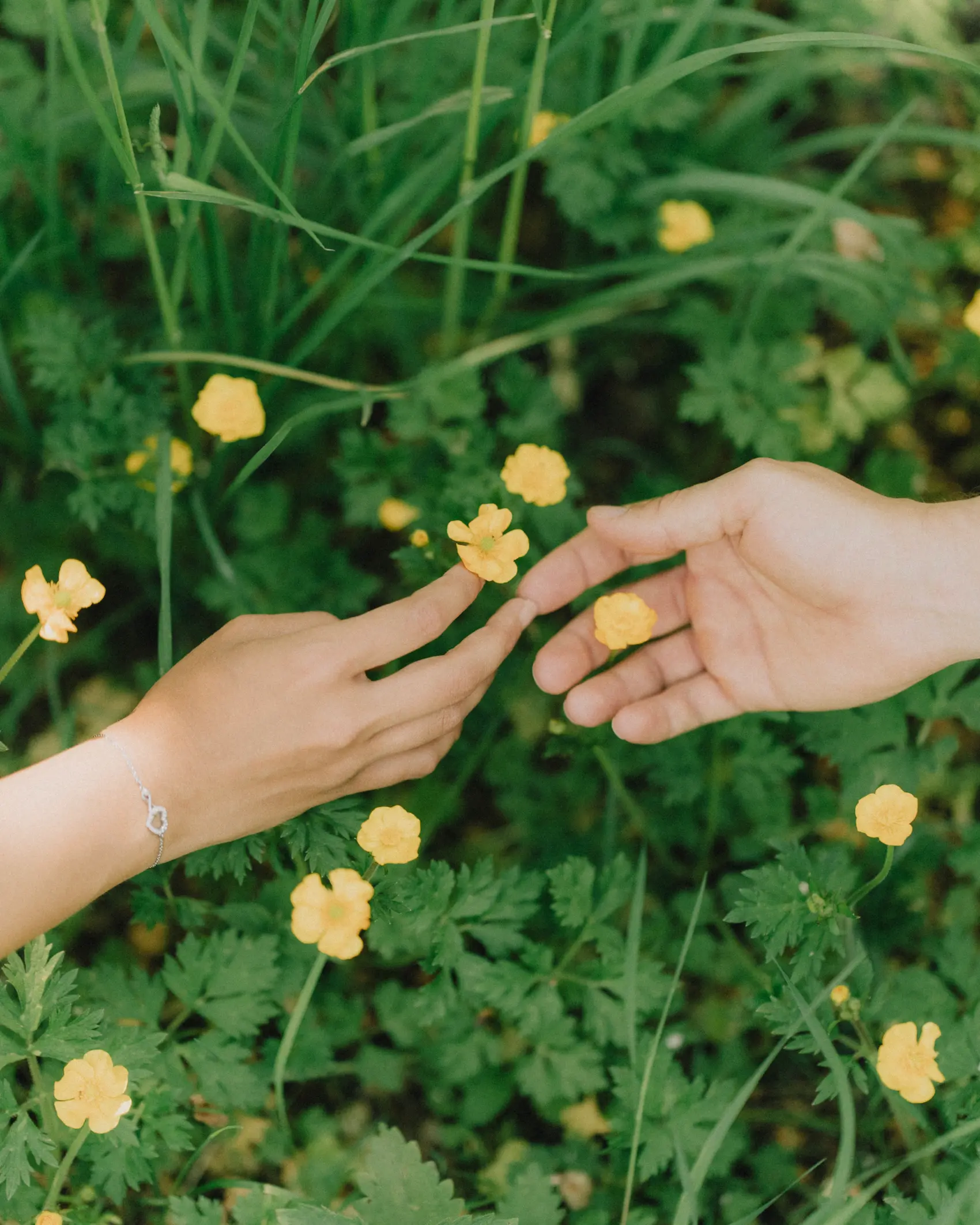 A close-up from above shows two hands reaching towards small yellow wildflowers growing amongst green foliage. One hand wears a delicate silver bracelet with a heart charm.