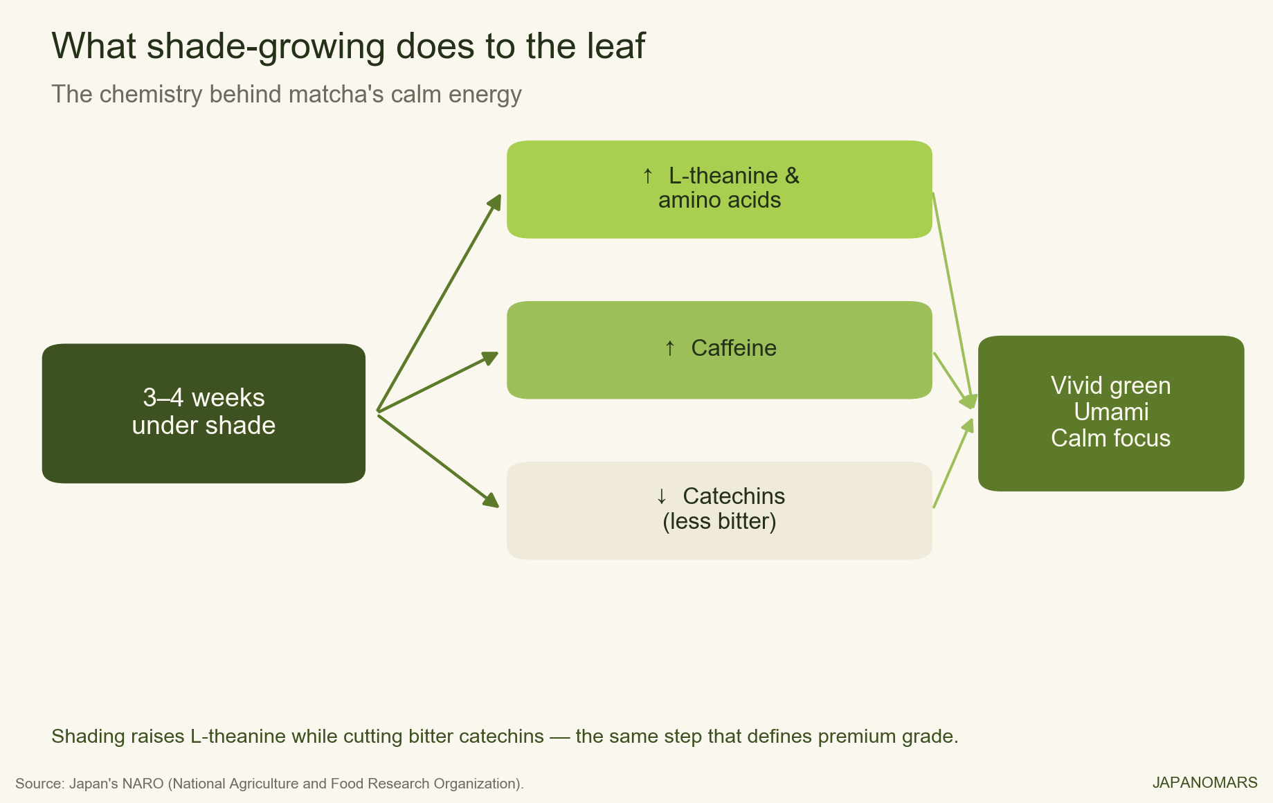 Shade-growing raises L-theanine and caffeine and lowers catechins
