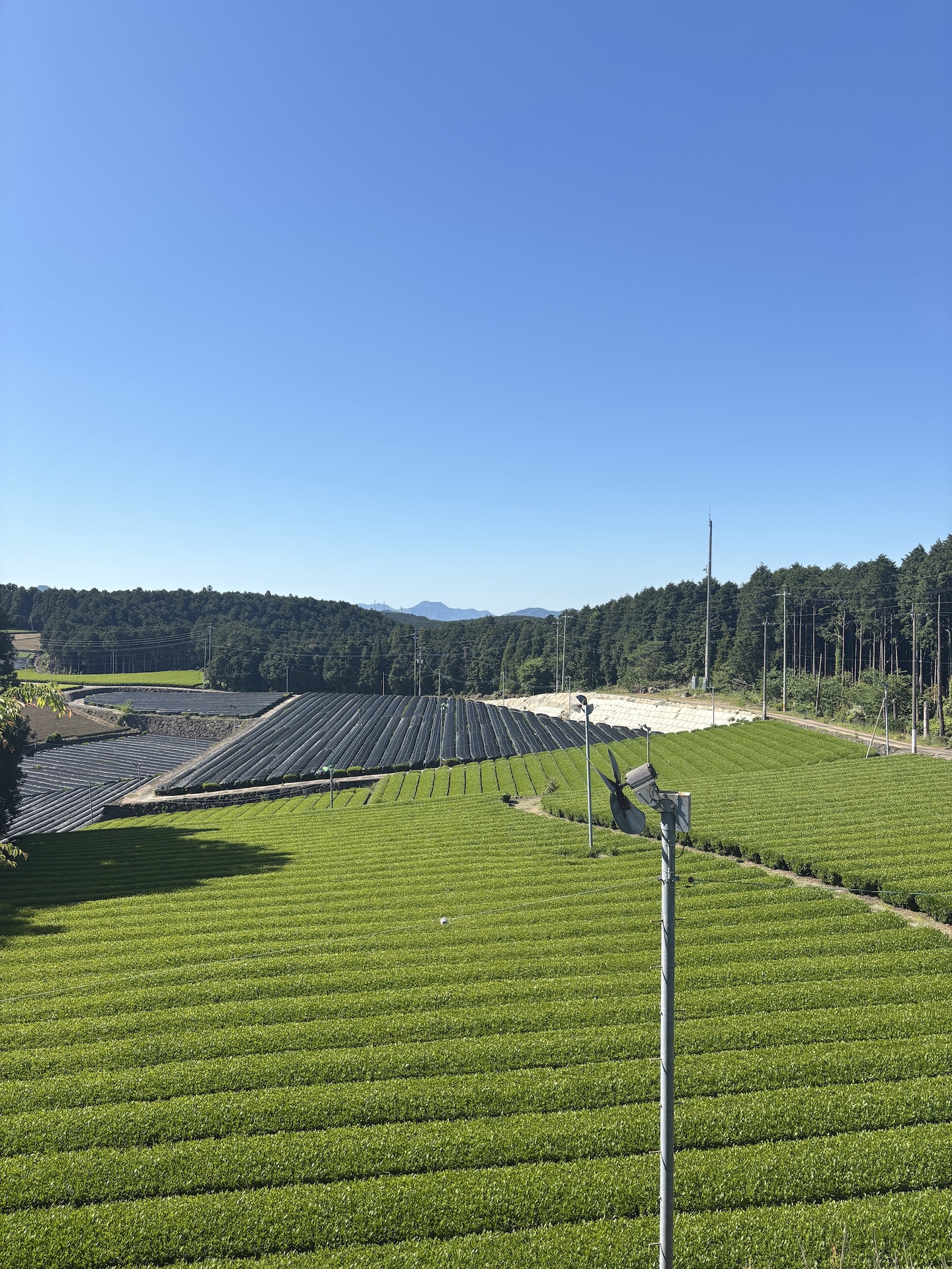 Shade-grown tencha fields across Japan's matcha regions