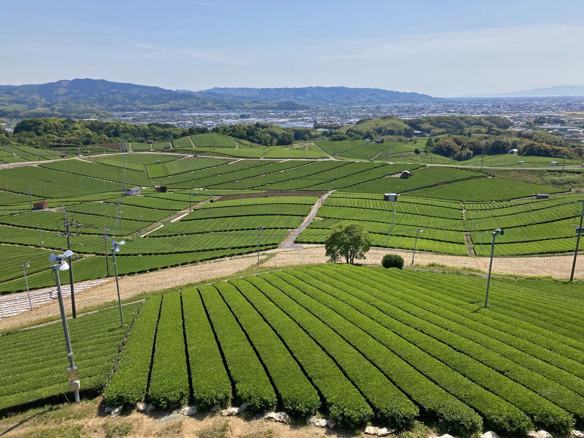 Terraced tea fields covering the hillsides above a valley town in Japan.