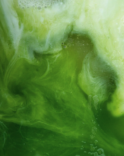 The real health benefits of matcha, what your cafe can honestly sell, by Japanomars