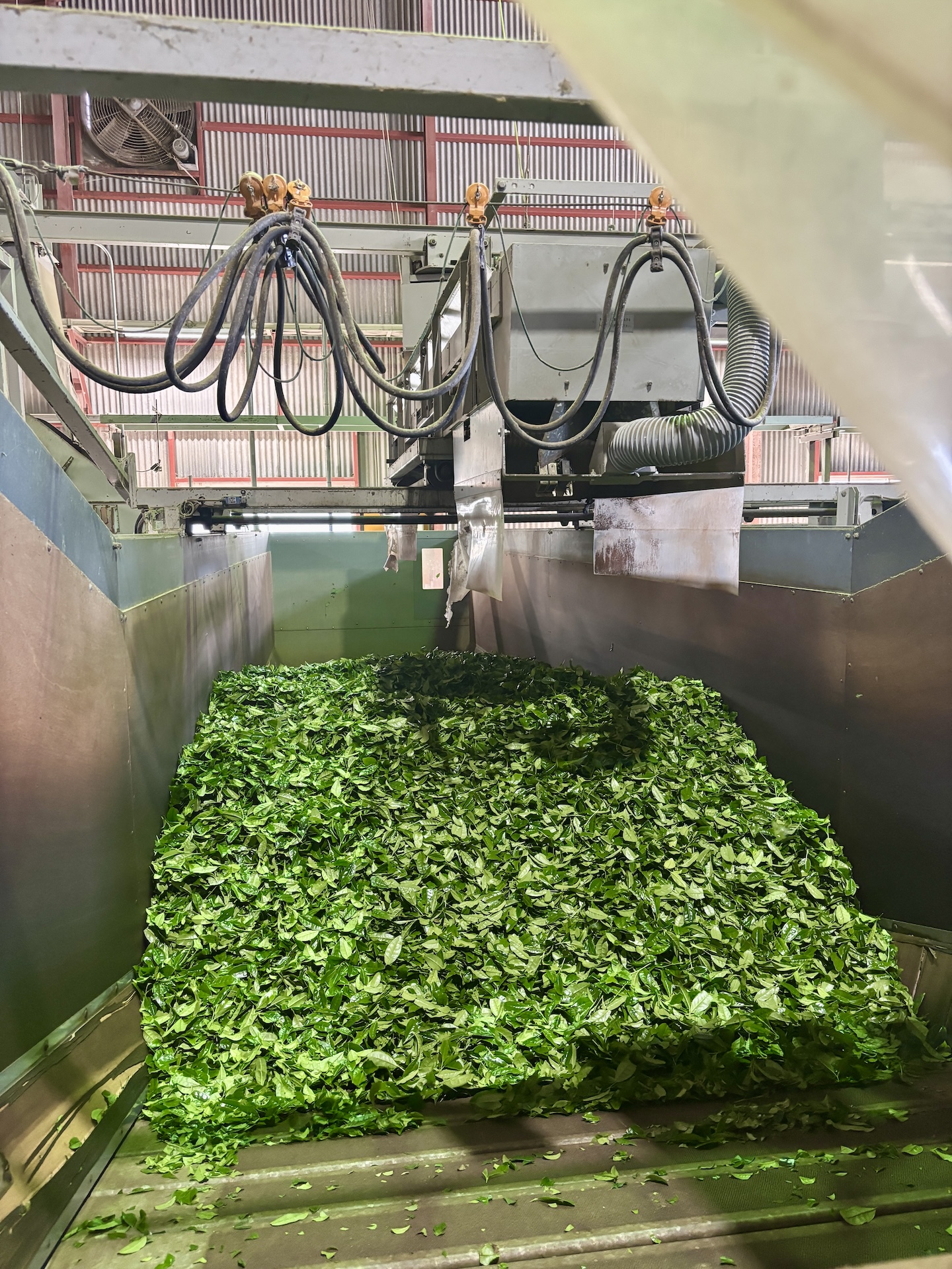 Shade-grown Japanese tea fields destined for tencha and matcha