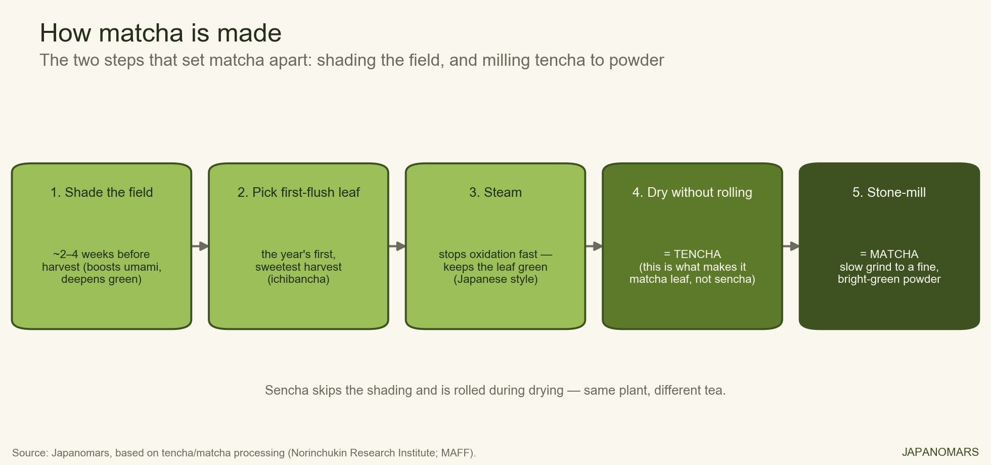 How matcha is made: shade the field 2 to 4 weeks, pick first-flush leaf, steam, dry unrolled into tencha, then stone-mill