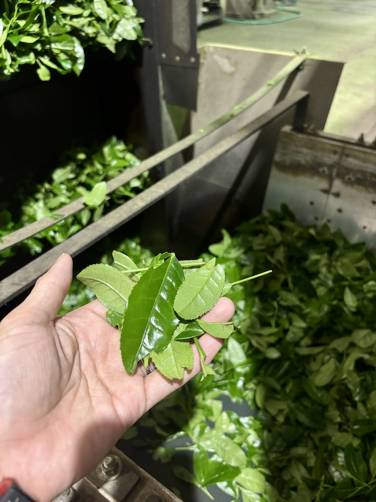 First-flush tea leaves being hand-picked in spring