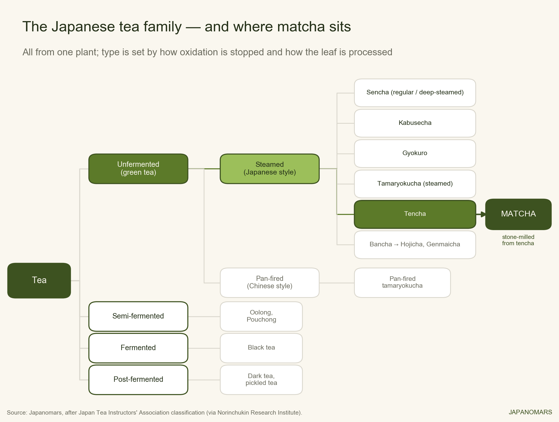 Family tree of Japanese tea, dividing by fermentation then steamed vs pan-fired, with matcha on the steamed shade-grown branch