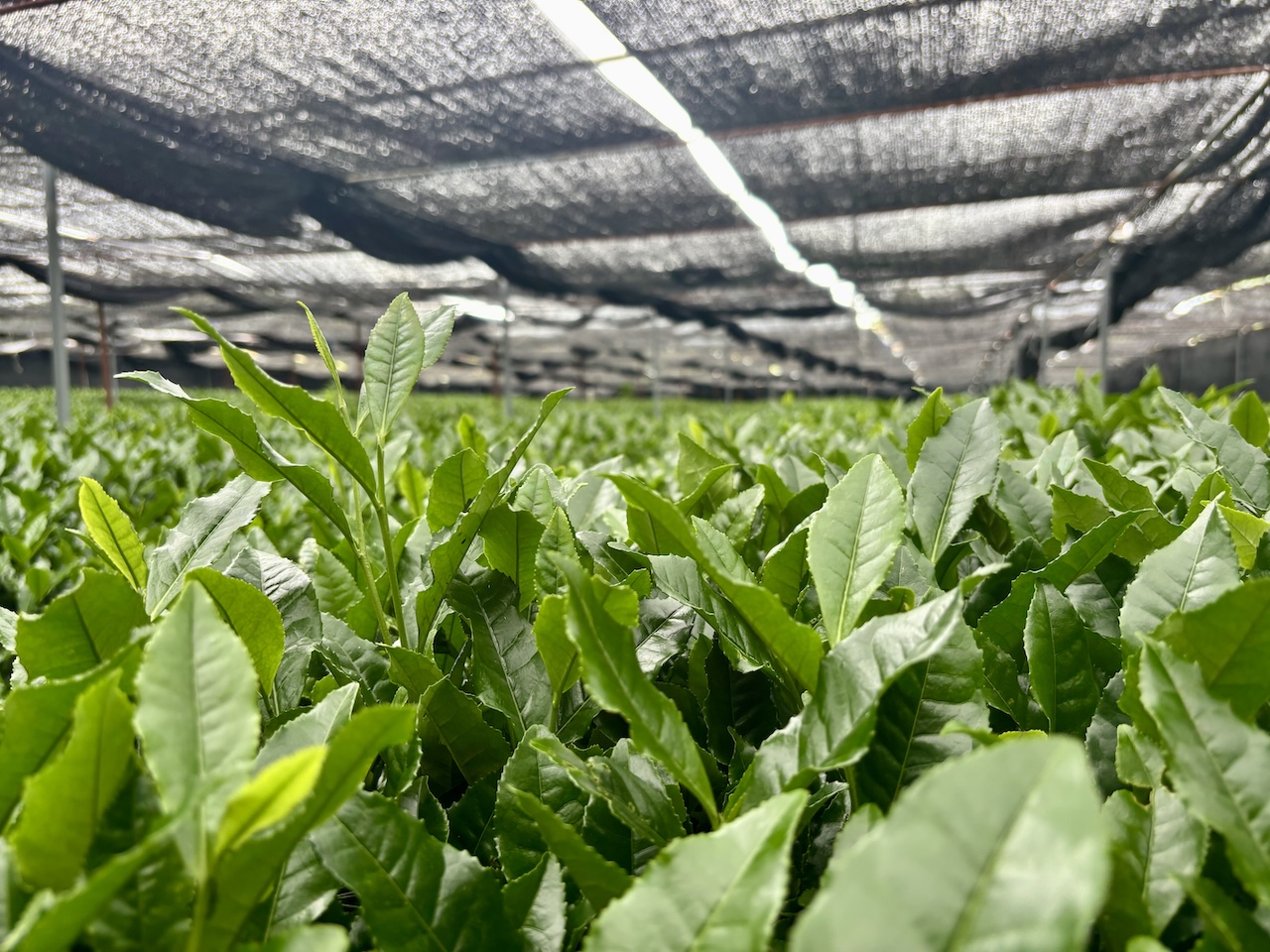 Shade-grown tea leaves under a black covering net in a Japanese tea field