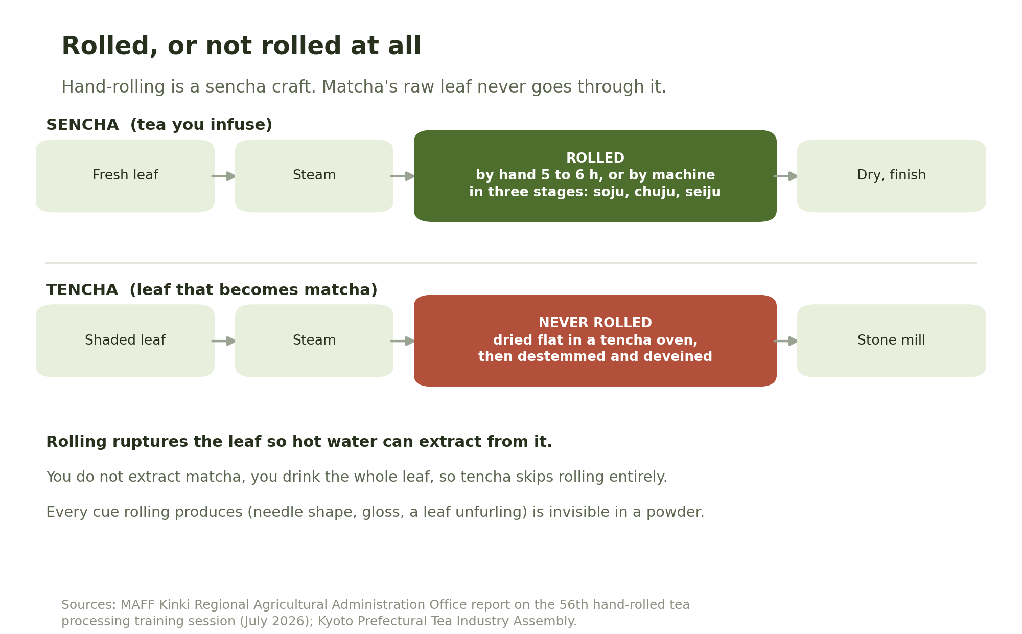Process diagram comparing sencha, which is rolled by hand or machine, with tencha, which is never rolled and goes straight to a stone mill.