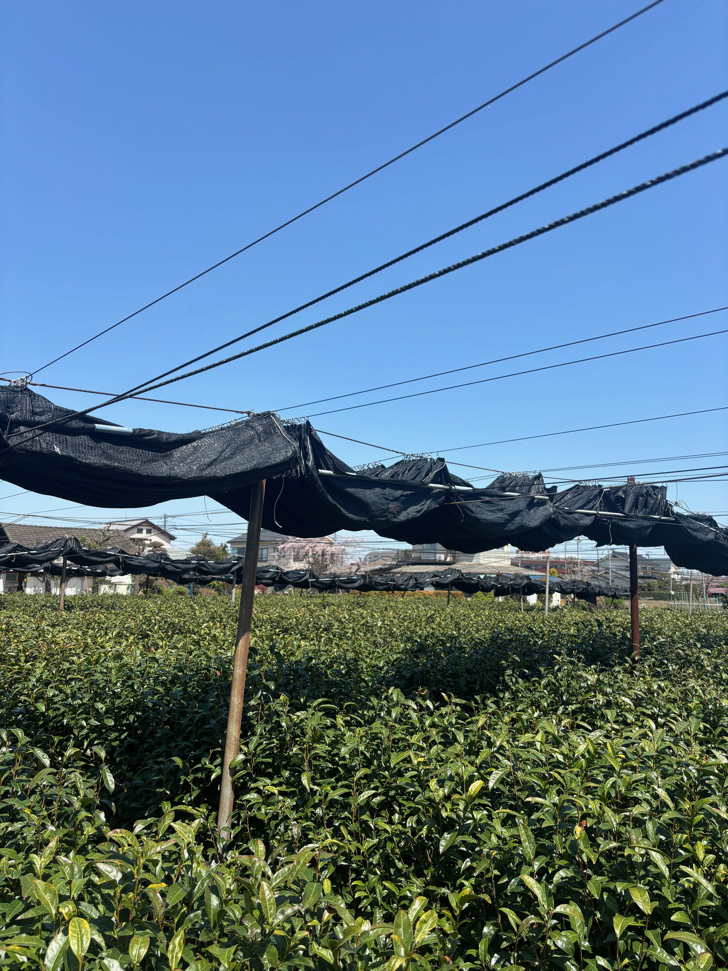 Black shade cloth drawn over rows of tea, with houses and cherry blossom behind