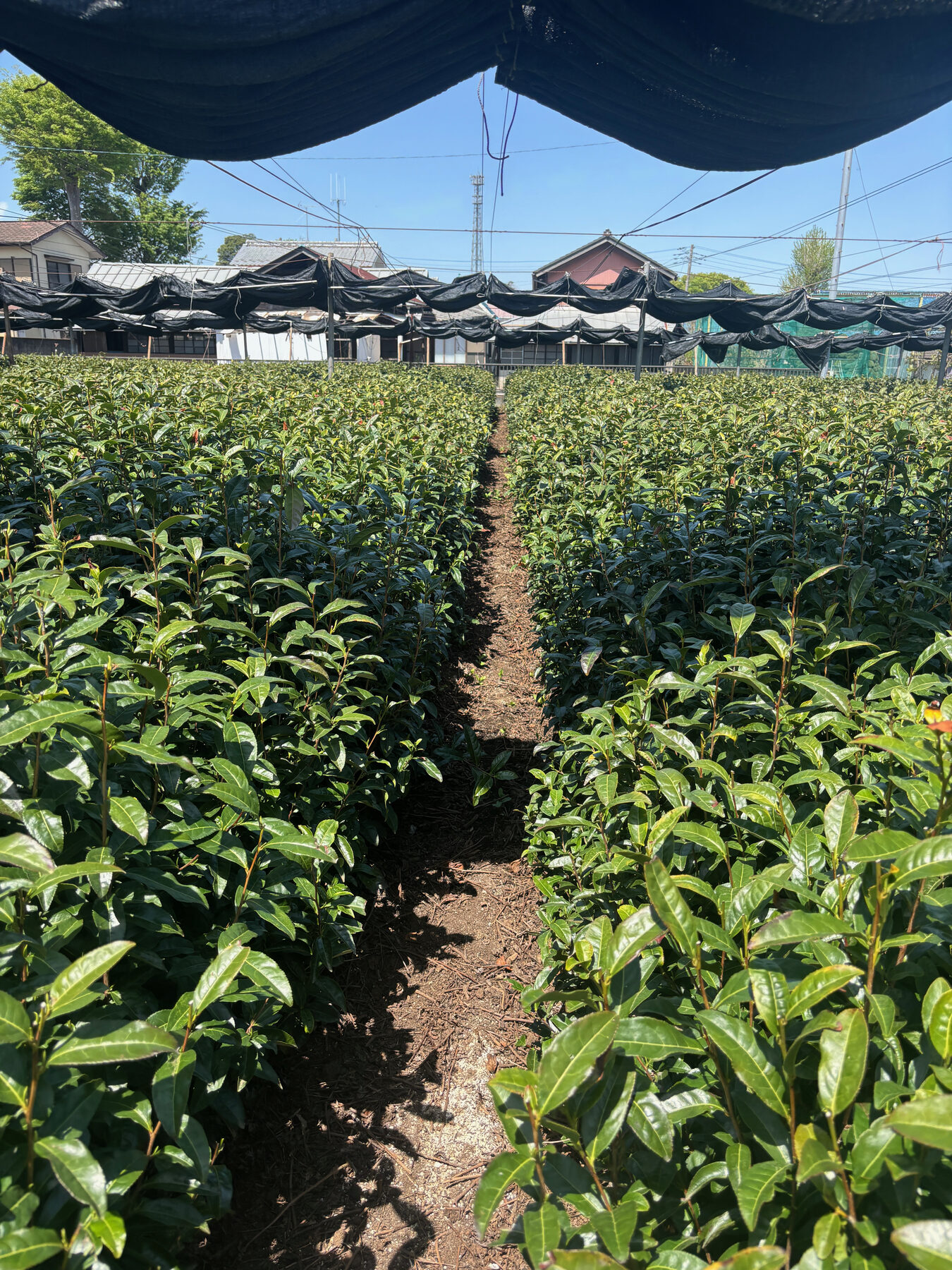 Rows of tea running to a vanishing point beneath black shade cloth