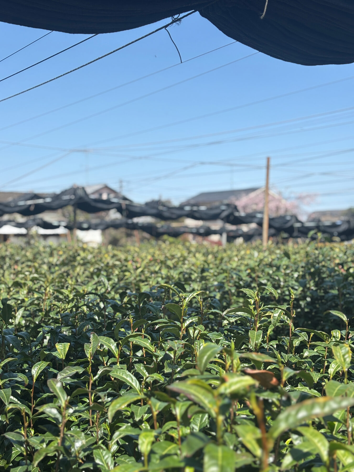 View out from beneath the shade cloth toward houses and cherry blossom