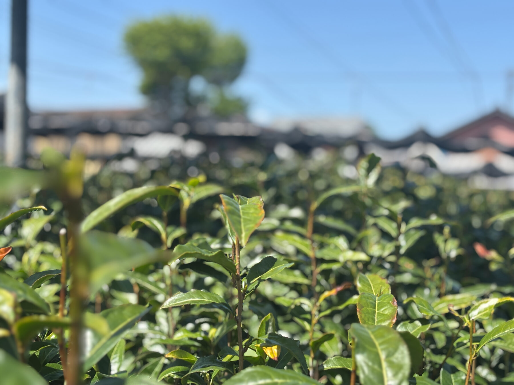 Close view of new tea leaves with rooftops out of focus behind