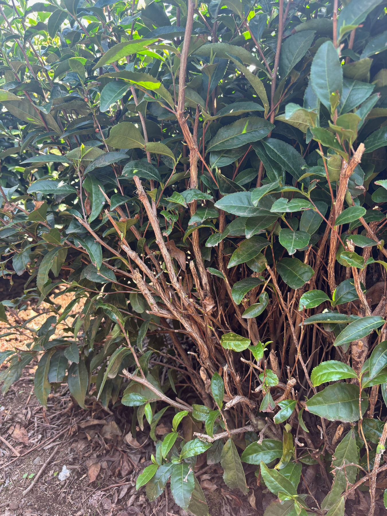 Thick grey woody trunks inside the tea bush beneath the green canopy