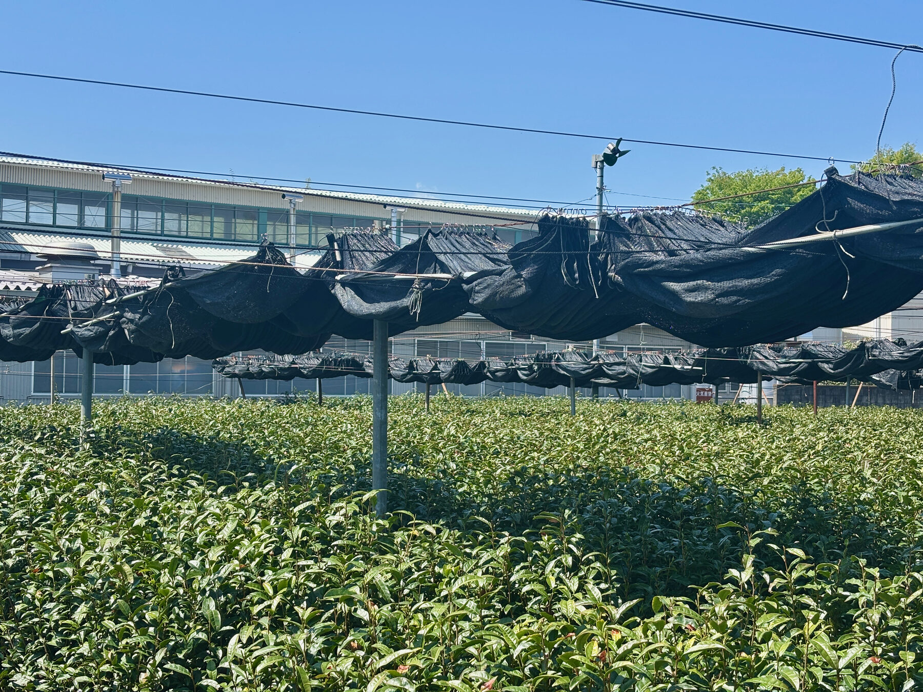 Shade frames over the tea rows with the processing building directly behind