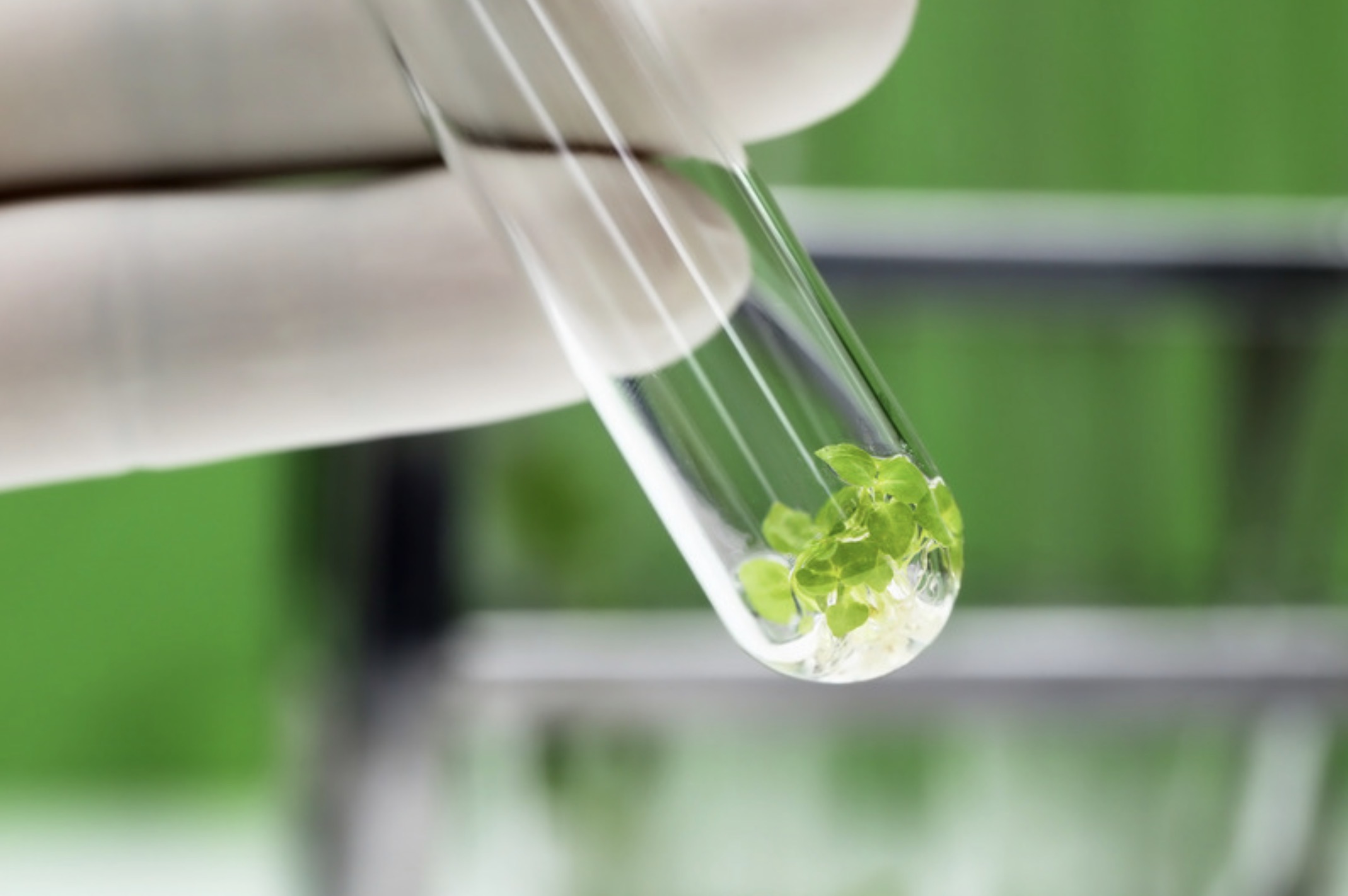 Branded Japanomars header: matcha, focus, and productivity, what the L-theanine research actually says.