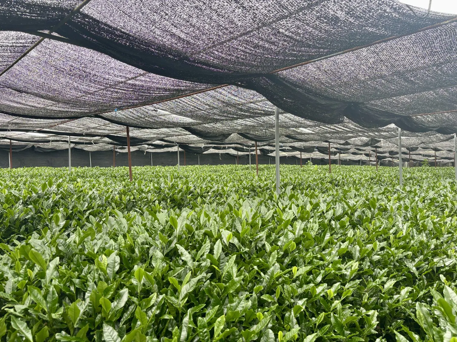 Tea leaves growing under shade covers, destined for tencha