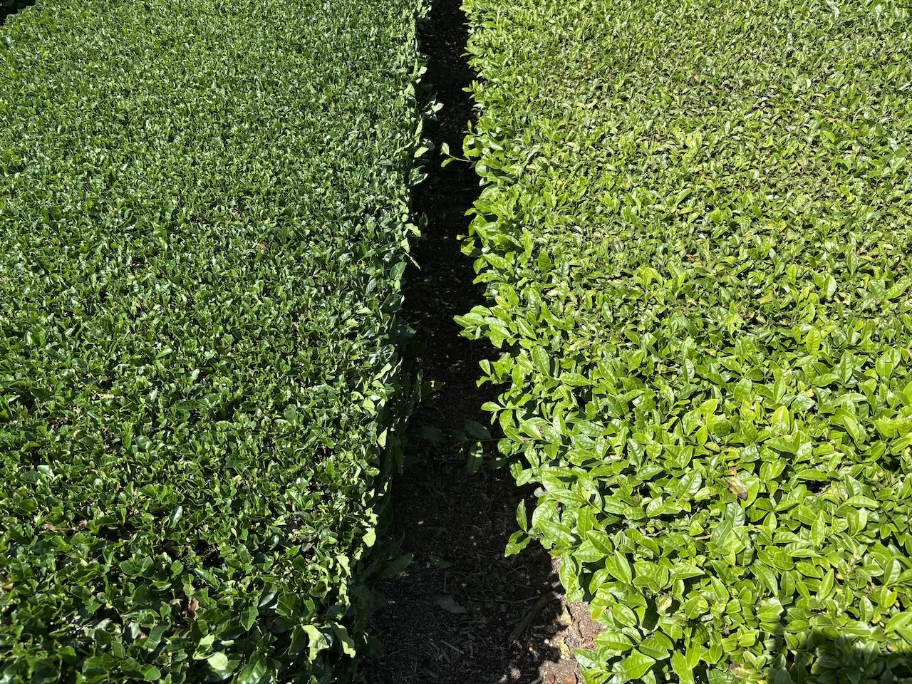 Hiroshi from Japanomars harvesting tea with farmers in Japan
