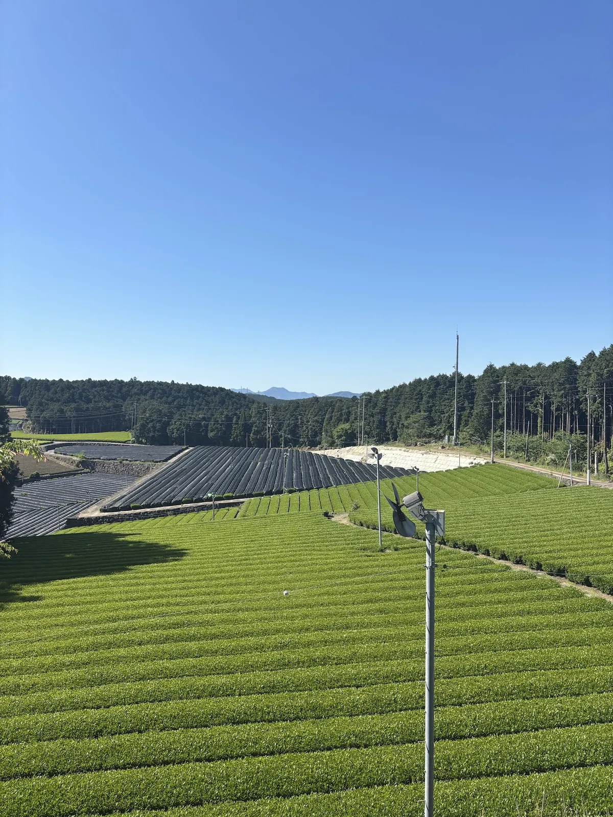 Shade-grown tencha fields across Japan's matcha regions