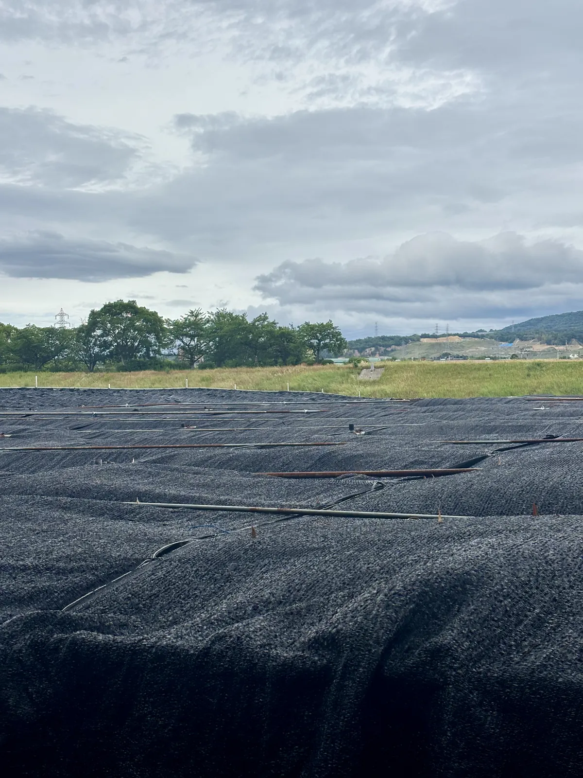 Tea field under full black shade netting before the first flush, the covering that turns leaf into tencha.