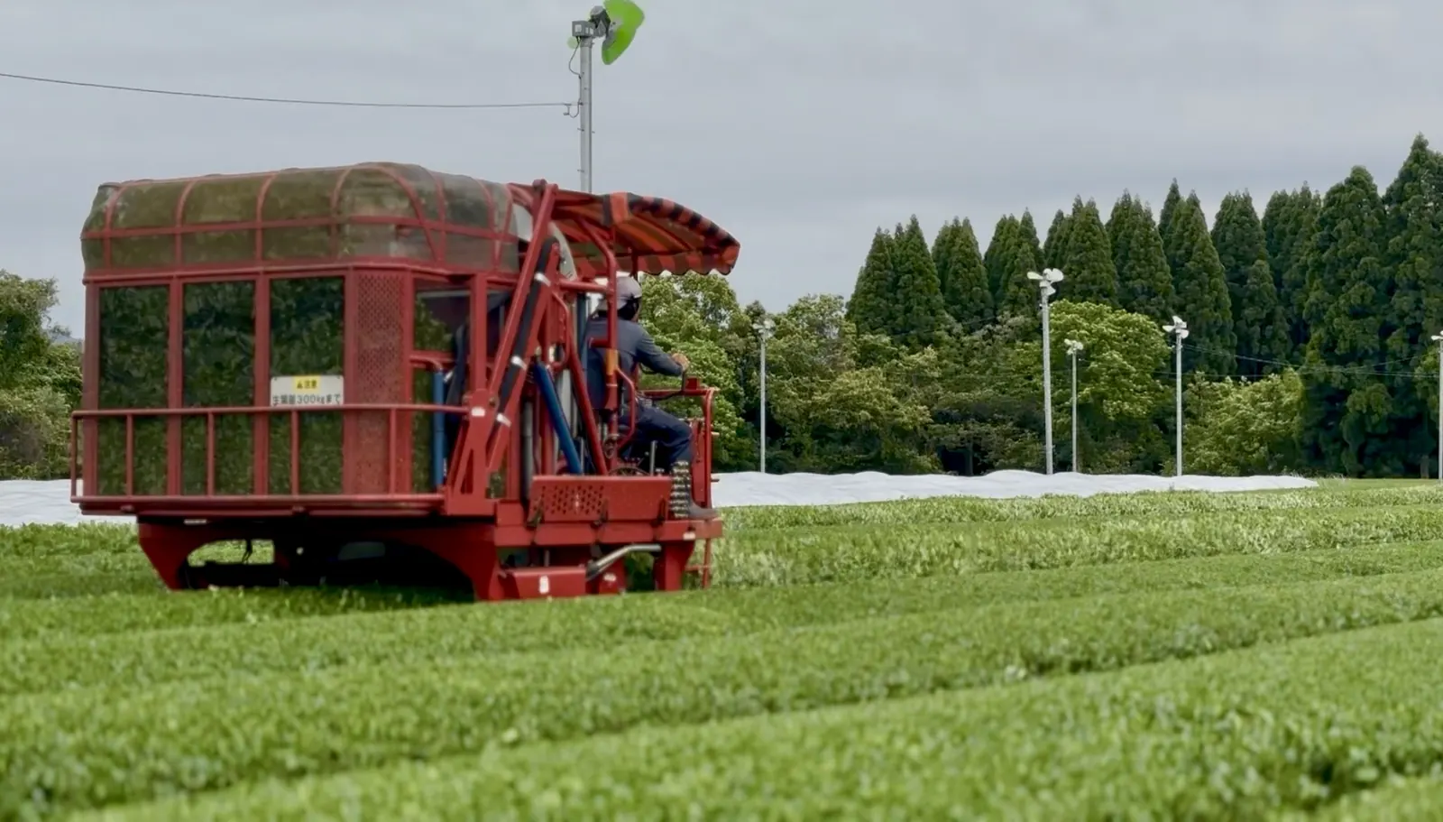 Red riding harvester moving along the rows of a Japanese tea field at harvest time.