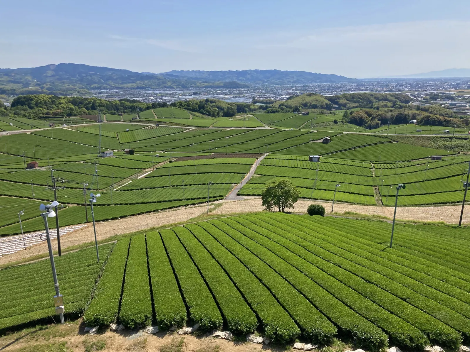 Terraced Japanese tea fields on the hillsides above a valley town, the growing base behind wholesale matcha prices and availability.