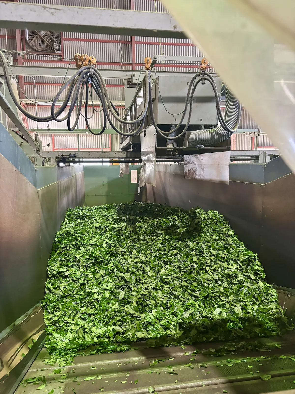Shade-grown Japanese tea fields destined for tencha and matcha