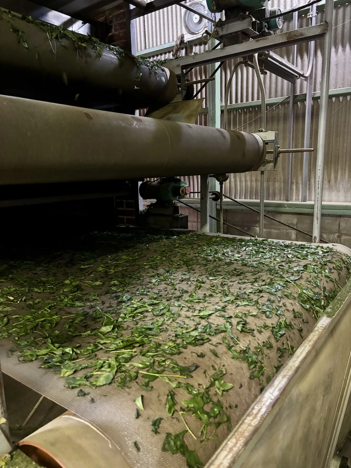 Freshly steamed tea leaf moving along a conveyor inside a Japanese tencha processing factory