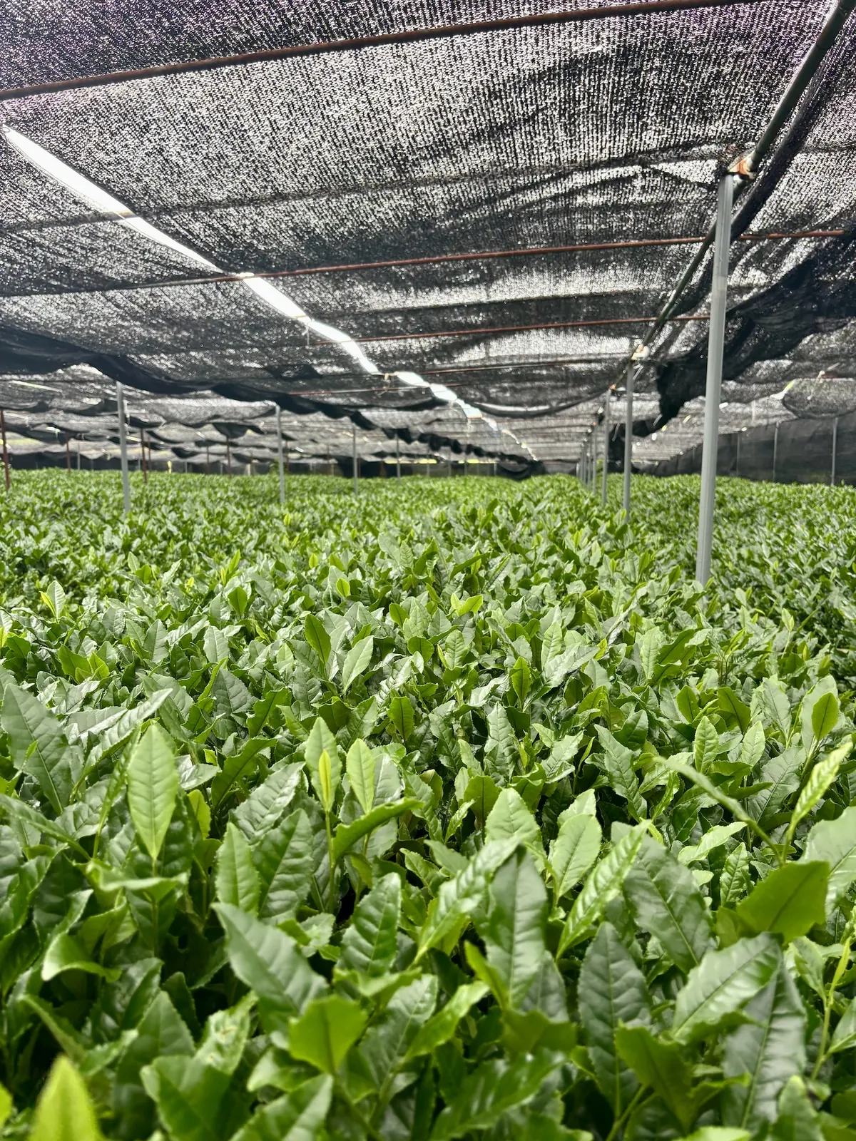 Young tea leaves growing under black shade netting, the shaded growth that becomes tencha for matcha.
