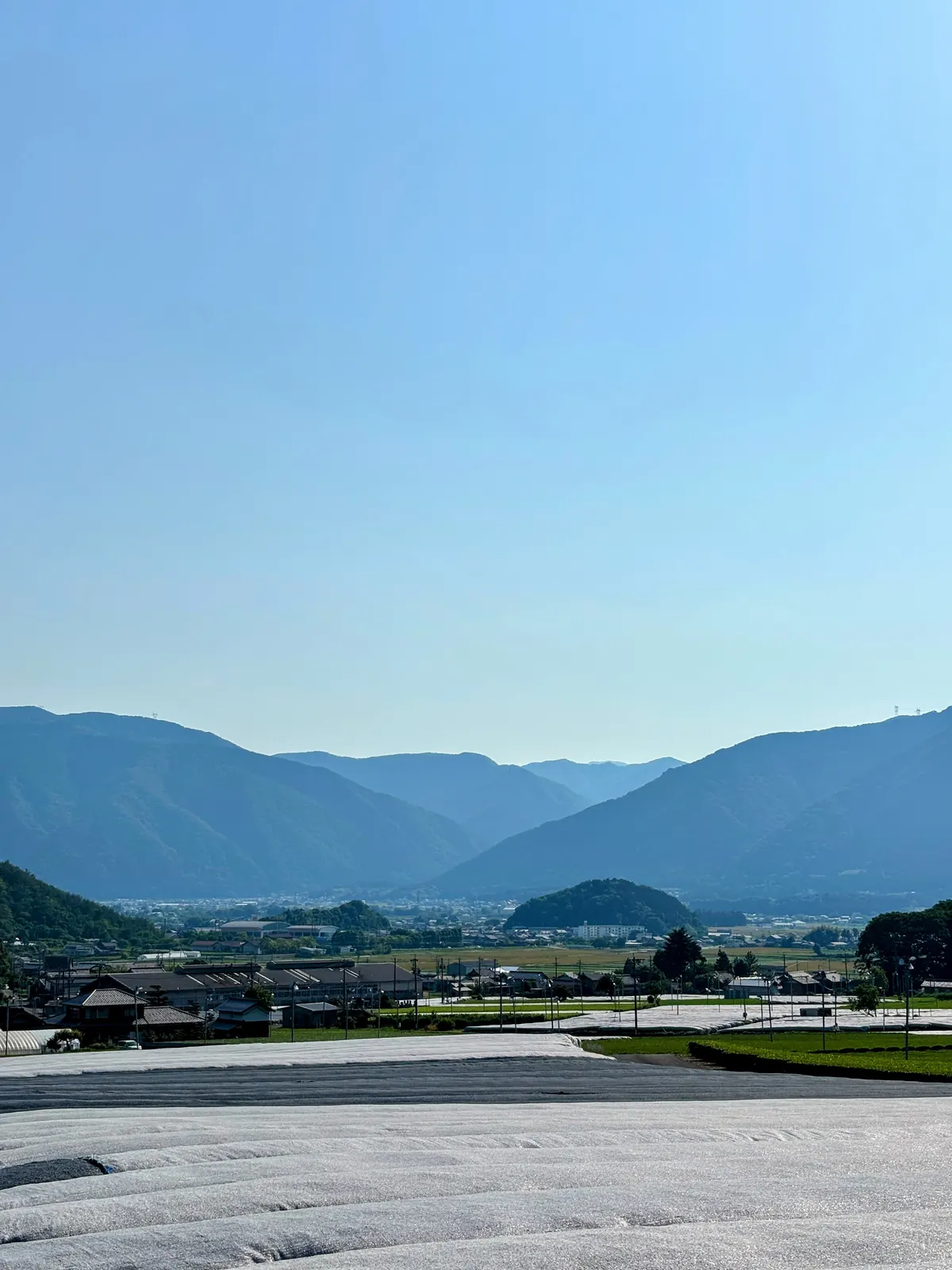 Tea fields under white shading sheets with mountain ranges receding into the distance.