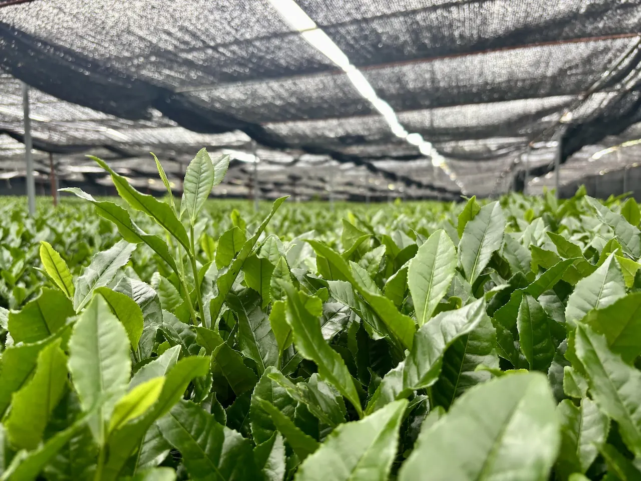 Shade-grown tea leaves under a black covering net in a Japanese tea field