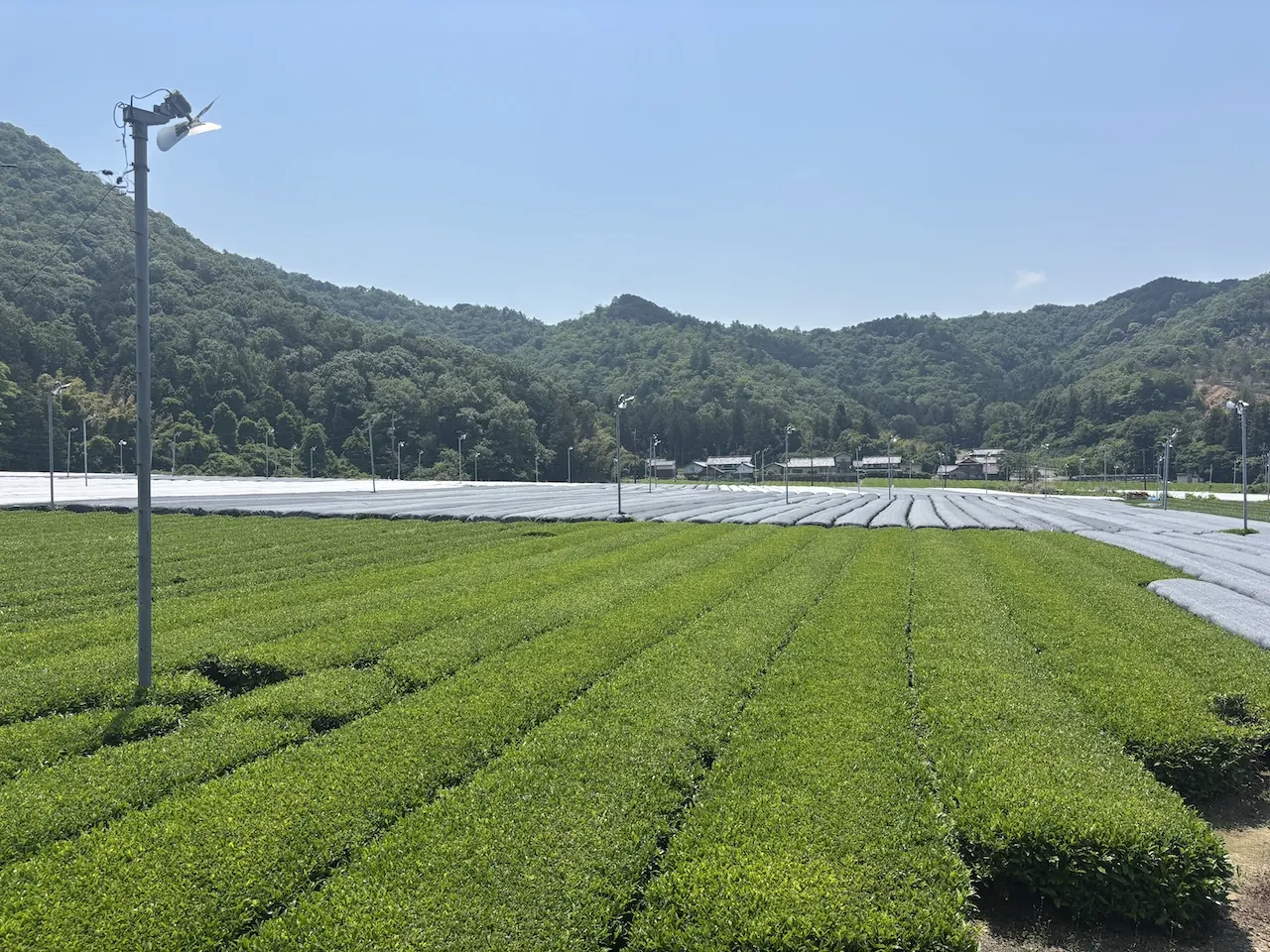 Farm-direct Japanese matcha sourcing for cafes