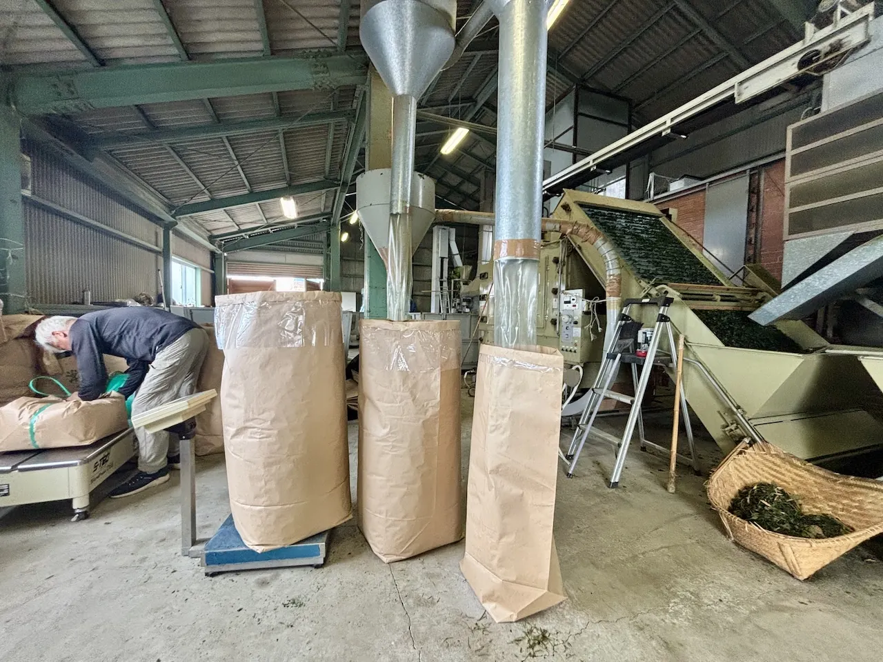 Tea processing factory with freshly filled paper sacks on scales beside the sorting line.