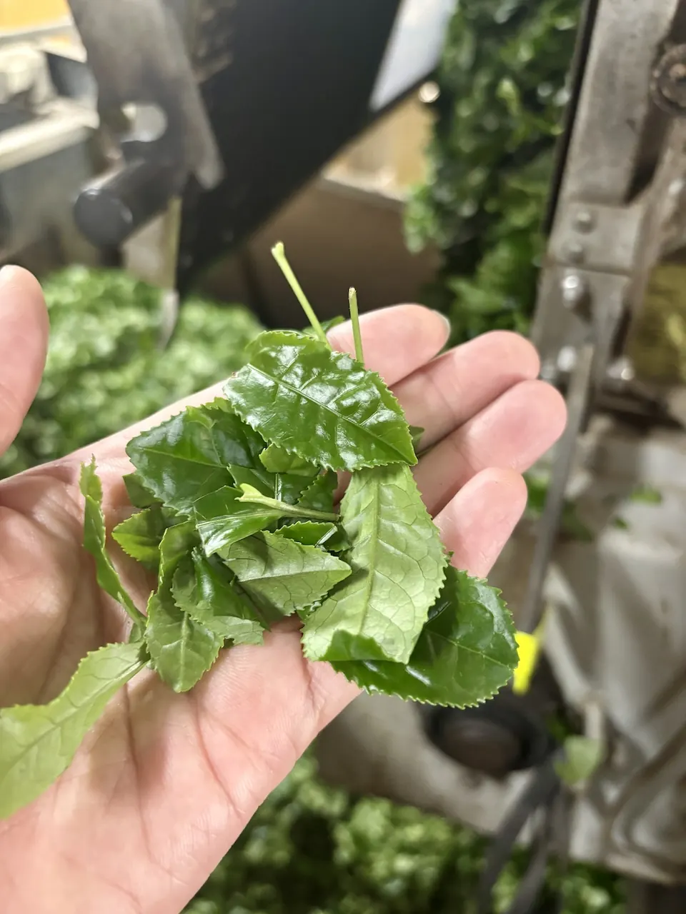 Hand holding freshly picked tea leaves inside a processing factory, showing the leaf before it becomes tencha.