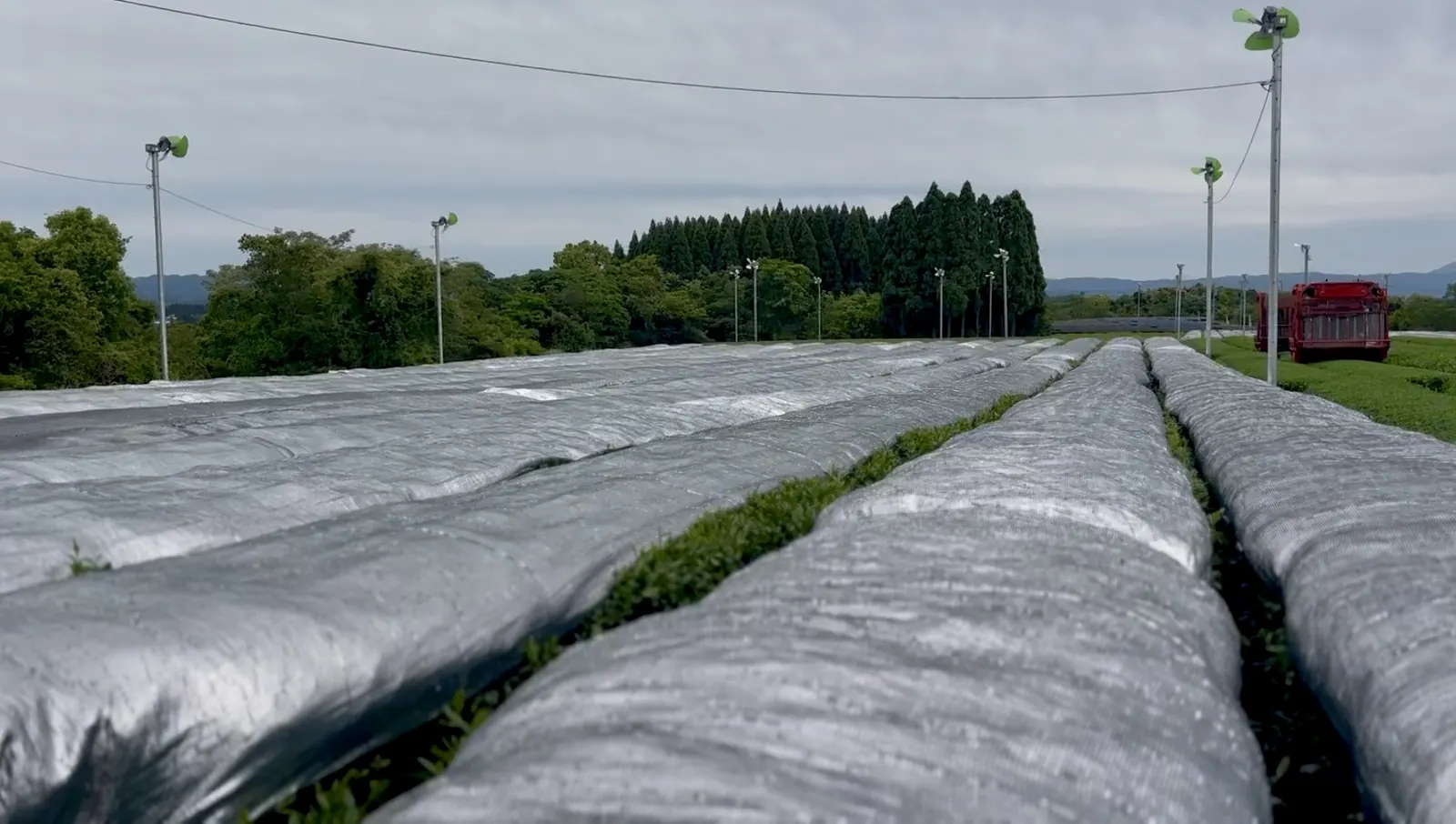Rows of tea bushes covered with shading sheets in a Japanese tea field, the shading that produces tencha for matcha.