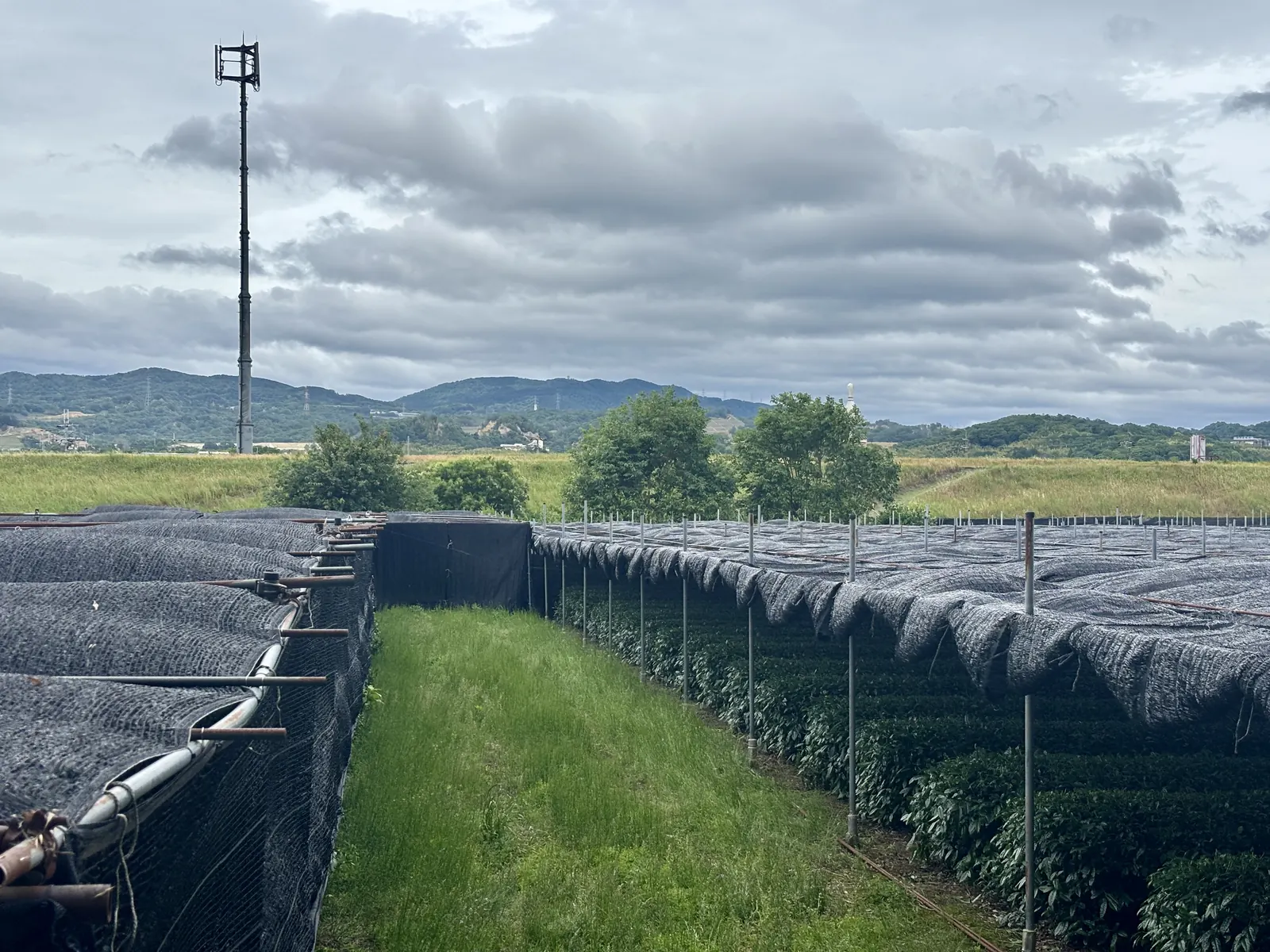 Rows of Japanese tea plants under black shade netting in the weeks before the matcha harvest